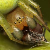 Orb-Web Spider with prey 3 